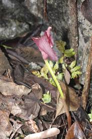 Image result for Amorphophallus goetzei