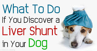 Acquired shunts may occur secondary to liver disease. Liver Shunts In Dogs
