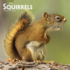 Squirrels 2019 Calendar Across Europe Asia And The Americas The Squirrel Varies In Color And Size These Clever Animals Hav Animals Clever Animals Squirrel