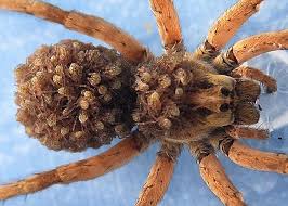 Female Wolf Spider Carrying Babies Wolf Spider Spider Spiders Scary