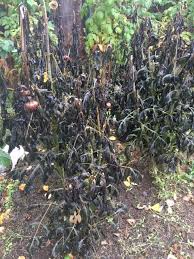 Some of my dahlia tubers (10 out of 60) have been dried and wrinkled during winter hibernation in my garage. Dahlia Saving Part 1 Turnstone Farm Urban Flower Farm And Wedding Florist In Anchorage Alaska