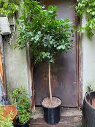 Image result for Ficus demeusei