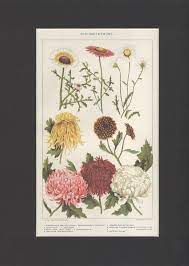 Vintage 1918 Botanical Chrysanthemums Flower Illustration Etsy Flower Illustration Chrysanthemum Flower Illustration