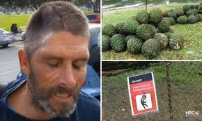 San Francisco man sues after a PINE CONE falls