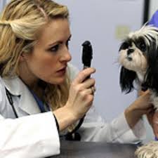 TOP 10 BEST Guinea Pig Boarding near Eastchase Pkwy, Fort Worth, TX 76120