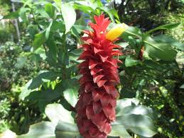 Image result for Costus subbiflorus