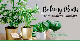 Contents 3 what does indirect sunlight look like for plants? Top 5 Balcony Plants That Need Indirect Sunlight Ferns N Petals