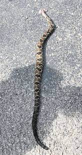 Closeup of viper snake entire egg, vipera latastei. Rattlesnakes Are Showing Up In Some Unusual Places Here