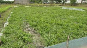 Bangladesh and the philippines leading the pack. Golden Rice Gm Trial Vandalised In The Philippines Bbc News