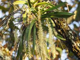 Image result for Diaphananthe fragrantissima
