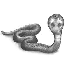 Discover more posts about snake drawing. Snake Pencil Drawing How To Sketch Snake Using Pencils Drawingtutorials101 Com