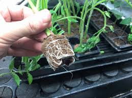 Retrouvez les chambres secret jardin , agrowtent ou encore superbox pour des dimensions de xxl chez indoor le choix de taille de votre chambre de culture ou grow tent est essentiel car elle vous servira de base pour la préparation de votre espace de culture. Les Conseils Croissance Culture Indoor