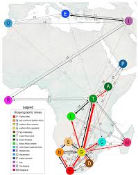 Image result for Helichrysum quartinianum