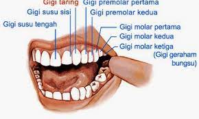 We did not find results for: Gigi Pengertian Bagian Jenis Morfologi Dan Strukturnya