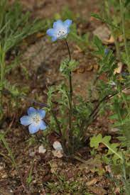 An abiding trust, loyalty, sincerity, wisdom, confidence, stability, faith. Nemophila Menziesii Wikipedia