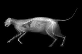 X Ray Of A Kitten Mammiferes Radiographie Theme