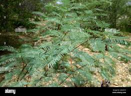 Image result for Elephantorrhiza suffruticosa