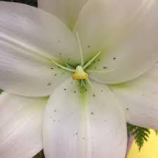 Flower delivery in chennai from the best florist in your chennai. Underwood Flowers 24 Photos 13 Reviews Florists 2121 Central Ave Cheyenne Wy Phone Number Products Yelp