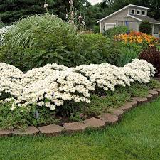 Leucanthemum Whoops A Daisy Garden Design Planting Flowers Modern Garden