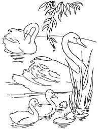 Free coloring pages baby print. Baby Swan Coloring Pages Coloring Pages Free Online Coloring Coloring Book Pages