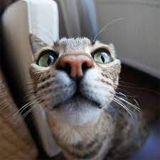 18 Curious Cats Hilariously Bumping Into Cameras Curious Cat Cats Cat Memes