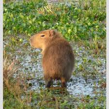 Carpincho synonyms, carpincho pronunciation, carpincho translation, english dictionary definition of carpincho. Hydrochoerus Hydrochaeris Carpincho Capibara Capybara Sib Parques Nacionales Argentina