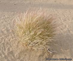 Image result for Aristida