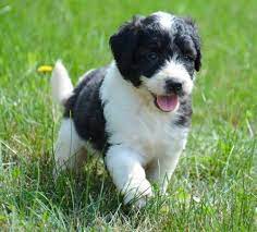 He is well socialized with children and other dogs. Saint Berdoodles Home Facebook
