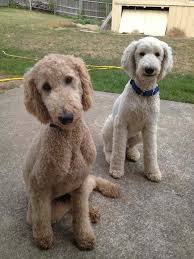 We have a lot of unique and good quality accesories for your dogs & cats. Imgur The Most Awesome Images On The Internet Poodle Puppy Cute Dogs Standard Poodle