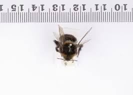 Image result for Bombus subterraneus