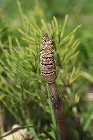 Image result for Equisetaceae