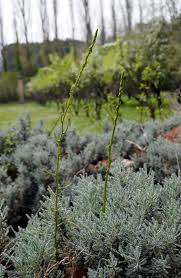 Foraging Wild Asparagus in Provence - Curious Provence