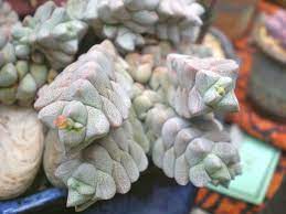 Crassula Deceptor World Of Succulents Succulents Cacti And Succulents Planting Succulents