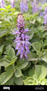 Image result for Coleus caninus