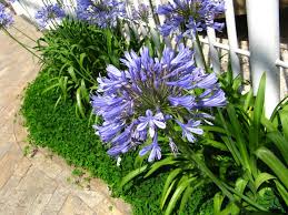 Image result for Agapanthus africanus