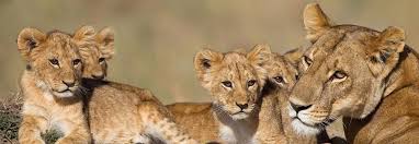 Please read #7 to see why i don't think this is the best option when it comes to. African Safari Company Reviews Tour Operators Travel Agents