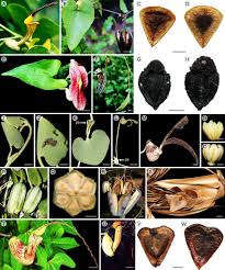 Image result for Aristolochia odoratissima L.