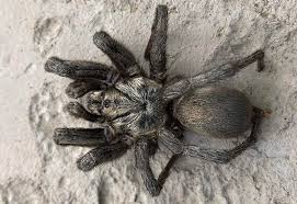 Check spelling or type a new query. Tarantula Drowned In Pool What S That Bug
