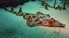 All images are available in high resolution to license for use. Eastern Shovelnose Ray Wikipedia