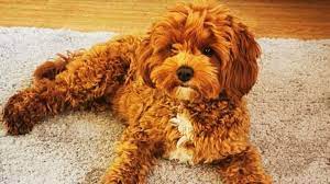 Bluegrasspuppies.com raises quality, beautiful cavapoochon puppies. Cavapoochons Rosedale Doodles