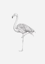 A3 Posters Flamingo Flamingo Art Art Animal Drawings