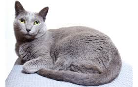 Bleu Russe Race De Chat Medpets Fr