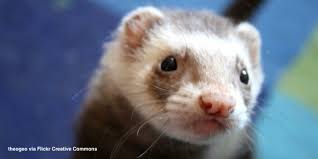 Basic Information Sheet Ferret Lafebervet