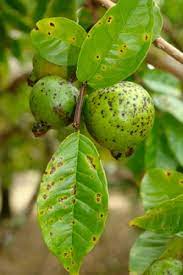 We did not find results for: Guava Diseases