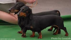 Image result for jezevčík hladkosrstý