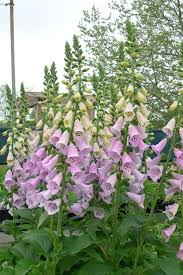 Image result for Digitalis purpurea