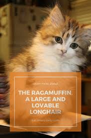 While more and more breeders are beginning to include. The Lovable Ragamuffin Cat Breed The Perfect Family Cat