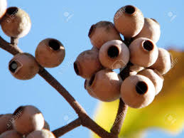 Image result for Eucalyptus torelliana