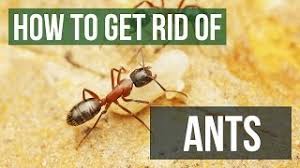 Although ants are a nuisance, they do not actually cause any harm to potted plants. How To Get Rid Of Ants Guaranteed Ant Control In Home Yard Youtube