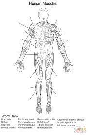 Human Muscles Front View Worksheet Coloring Page Free Printable Coloring Pages